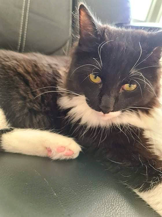 Sylvestre participe au concours pour gagner de l'argent avec cette photo : black_cat, carnivore, cat, cat_supply, claw, comfort, domestic_short_haired_cat, felidae, foot, fur, grey, paw, sitting, small_to_medium_sized_cats, snout, tail, whiskers, window, yawn