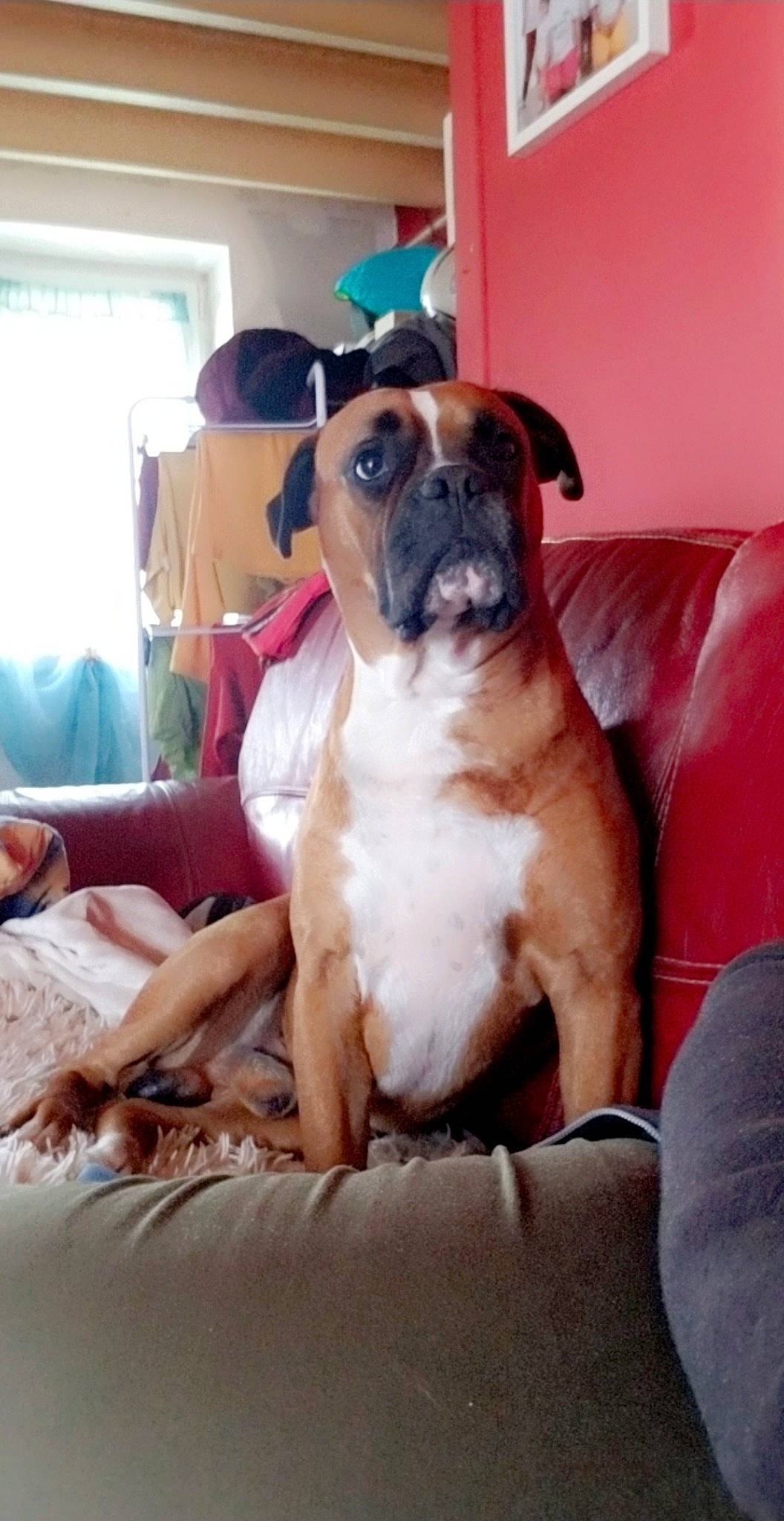 Capitaine participe au concours pour gagner de l'argent avec cette photo : boxer, canidae, carnivore, comfort, companion_dog, couch, dog, dog_breed, fawn, furniture, molosser, plant, puppy_love, snout, sporting_group, toy_dog, whiskers, window, working_animal, wrinkle