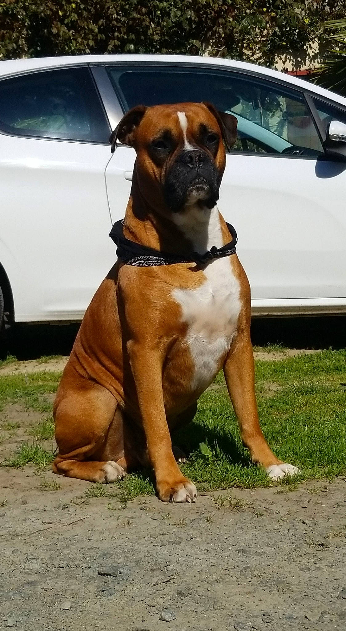 Capitaine participe au concours pour gagner de l'argent avec cette photo : automotive_lighting, boxer, car, carnivore, collar, companion_dog, dog, dog_breed, dog_collar, door, fawn, fender, hood, snout, tire, vehicle, vehicle_door, wheel, window, working_animal