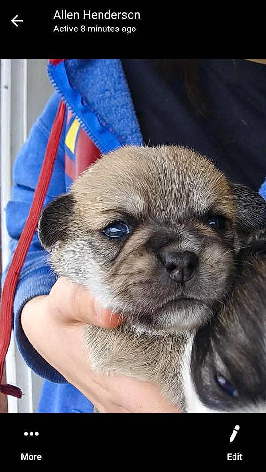 Trigger joined the competition — help win amazing prizes! canidae, carnivore, companion_dog, dog, dog_breed, electric_blue, fawn, fur, liver, non_sporting_group, sporting_group, terrestrial_animal, toy_dog, whiskers, working_animal, wrinkle