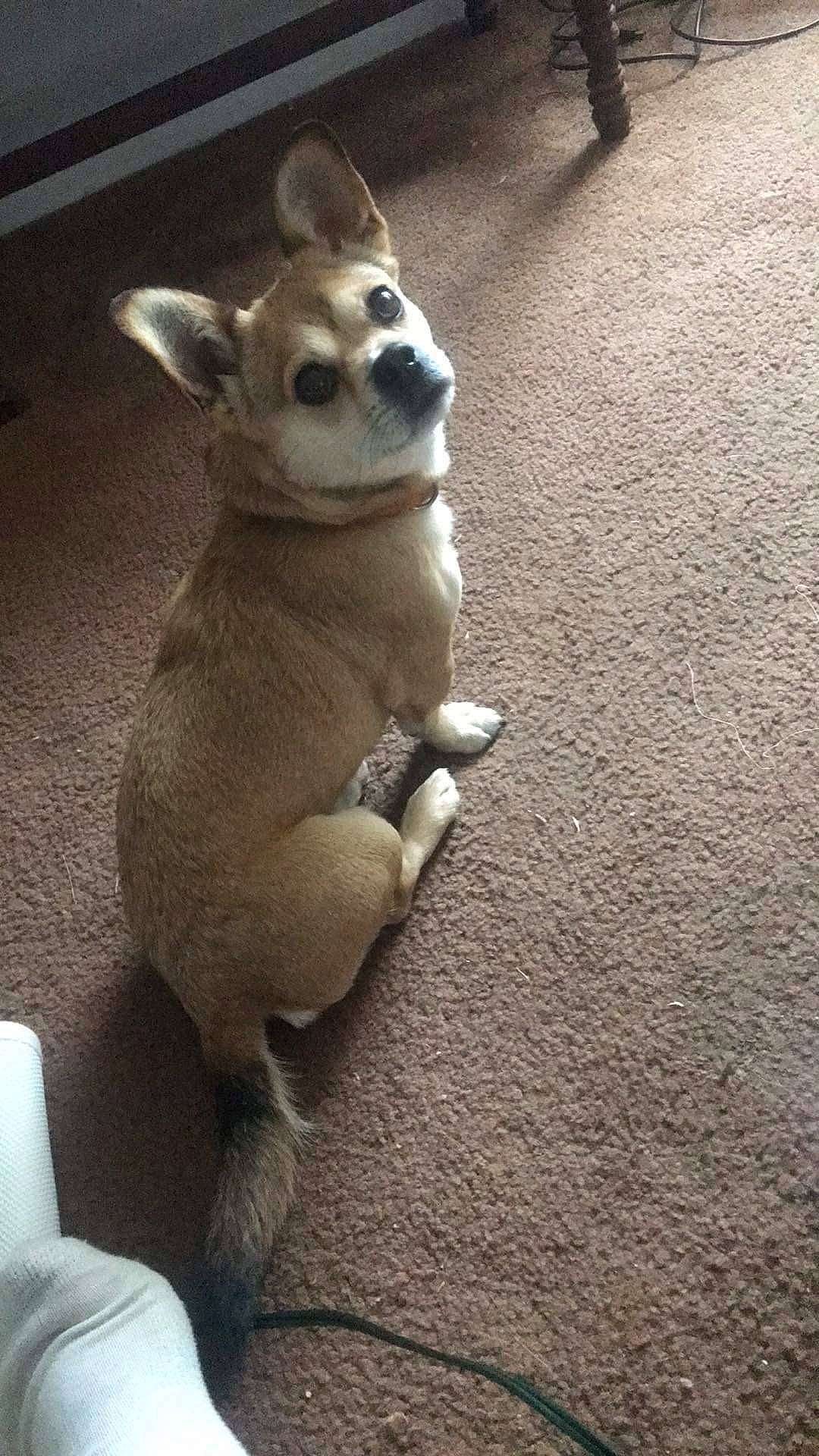 Trigger joined the competition — help win amazing prizes! carnivore, comfort, companion_dog, dog_breed, fawn, felidae, flooring, fur, grey, paw, road_surface, small_to_medium_sized_cats, snout, sporting_group, stuffed_toy, tail, terrestrial_animal, toy, whiskers, working_animal