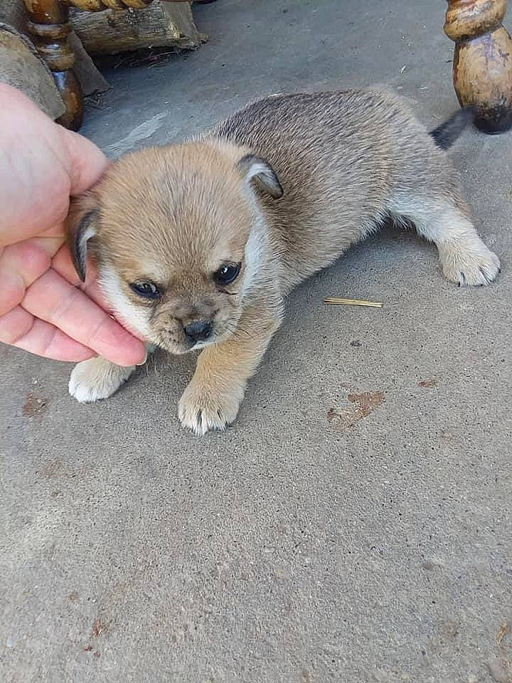 Trigger is registered to the contest to win money with this photo: canidae, carnivore, claw, companion_dog, dog, dog_breed, fawn, fur, mustelidae, paw, puppy, snout, sporting_group, street_dog, tail, terrestrial_animal, whiskers