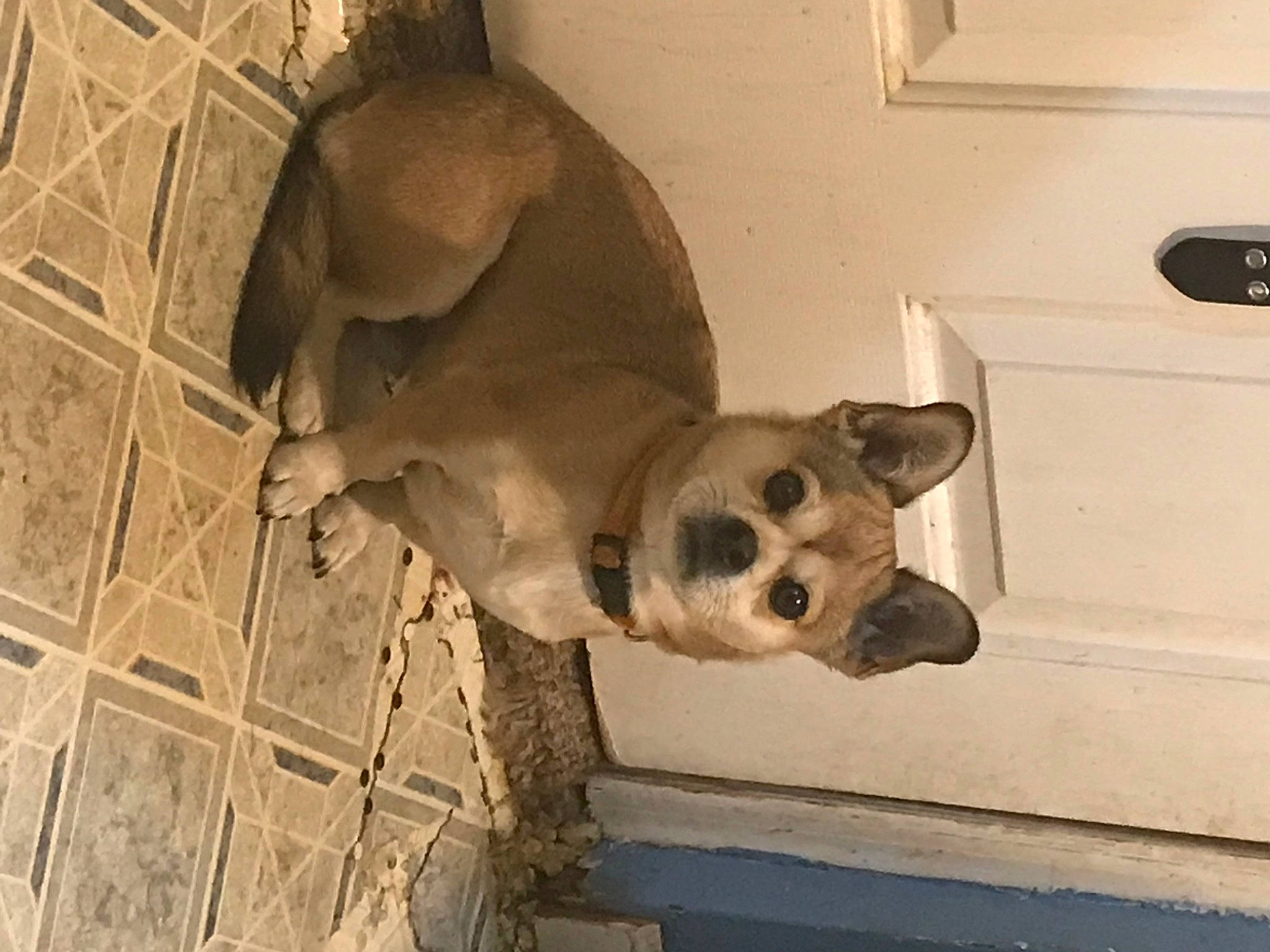 Trigger joined the competition — help win amazing prizes! canidae, carnivore, companion_dog, dog, dog_breed, dog_supply, door, fawn, flooring, non_sporting_group, pet_supply, snout, sporting_group, tail, terrestrial_animal, wall_plate, wood, working_animal