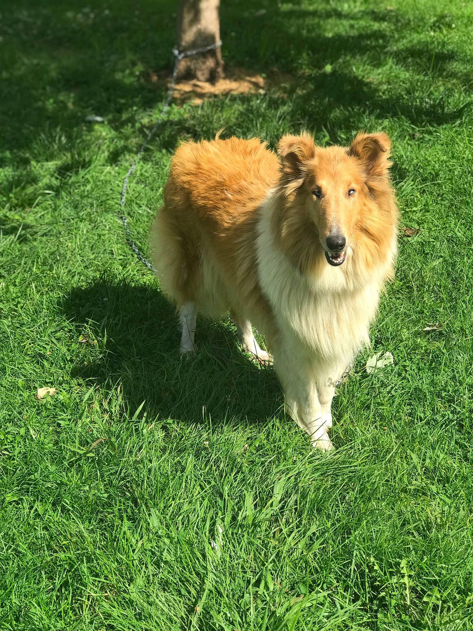 Daisy is registered to the contest to win money with this photo: canidae, carnivore, companion_dog, dog, dog_breed, fawn, felidae, fur, grass, grassland, groundcover, plant, rough_collie, snout, sporting_group, tail, terrestrial_animal, whiskers, wildlife, working_dog
