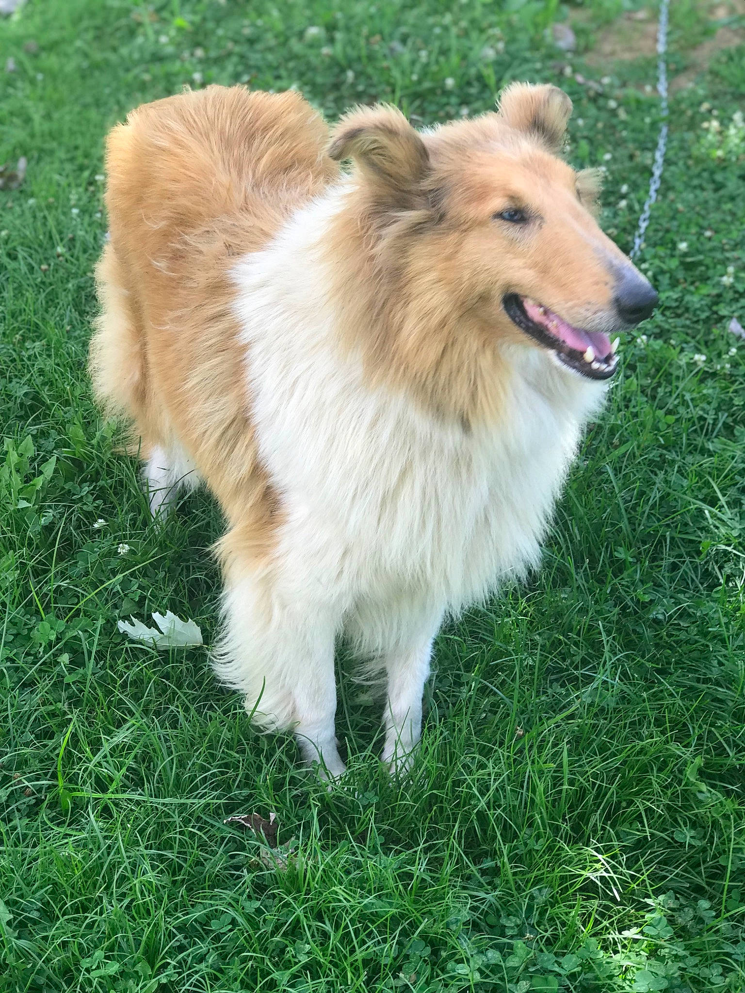 Daisy joined the competition — help win amazing prizes! canidae, carnivore, collie, companion_dog, dog, dog_breed, fawn, fur, german_spitz, german_spitz_klein, german_spitz_mittel, grass, herding_dog, rough_collie, scotch_collie, snout, spitz, sporting_group, terrestrial_animal, working_dog