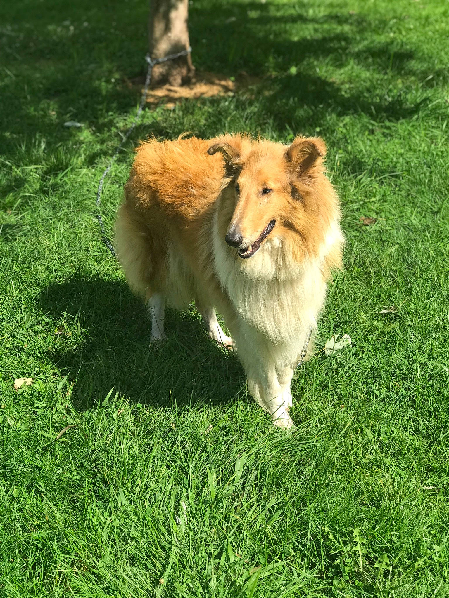 Daisy is registered to the contest to win money with this photo: big_cats, canidae, carnivore, companion_dog, dog_breed, fawn, felidae, fur, grass, grassland, lion, masai_lion, pasture, plant, rough_collie, snout, sporting_group, tail, terrestrial_animal, whiskers