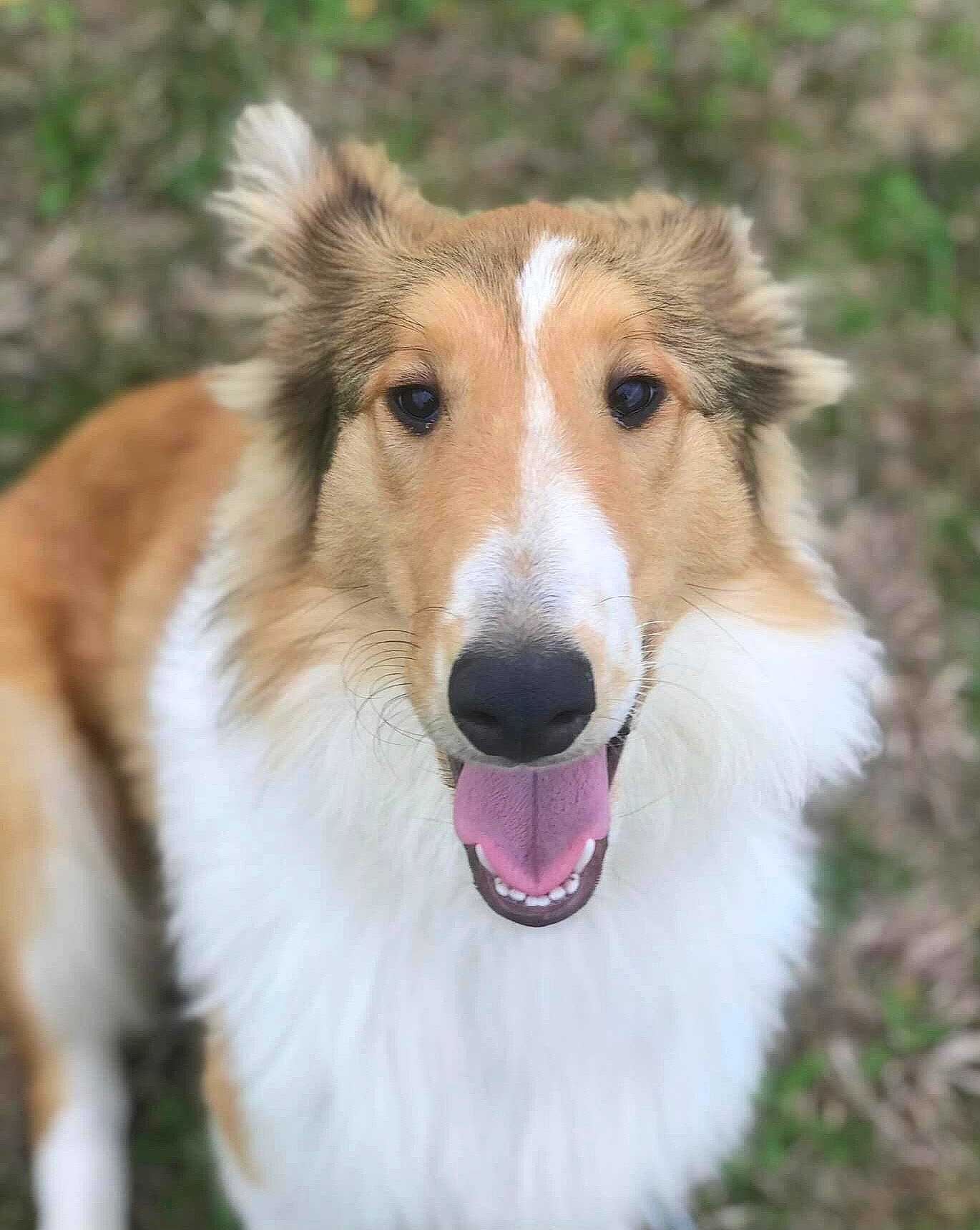 Jasabelle joined the competition — help win amazing prizes! carnivore, companion_dog, dog, dog_breed, eye, fang, fawn, fur, grass, head, plant, snout, terrestrial_animal, whiskers, wildlife, working_dog