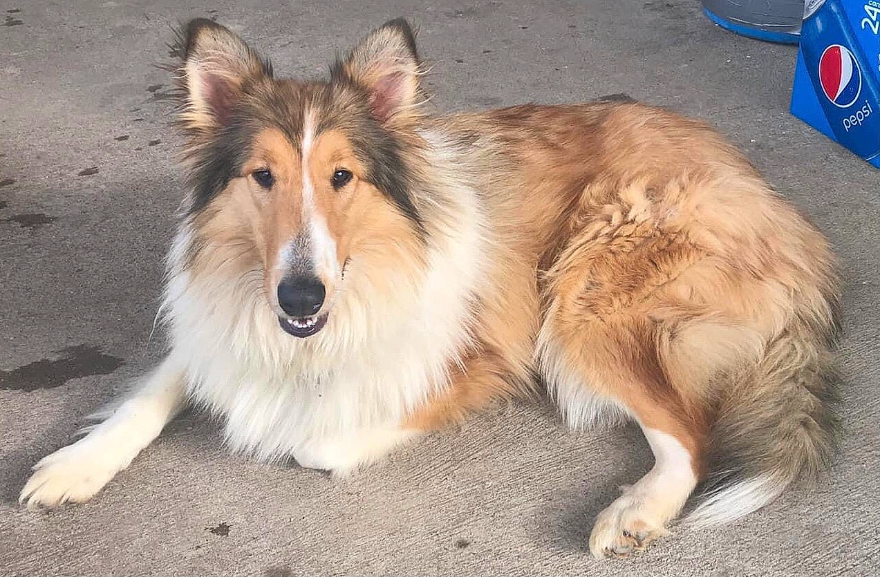 Jasabelle is registered to the contest to win money with this photo: carnivore, collie, companion_dog, dog, dog_breed, fur, herding_dog, logo, rough_collie, scotch_collie, shetland_sheepdog, terrestrial_animal, whiskers, working_dog
