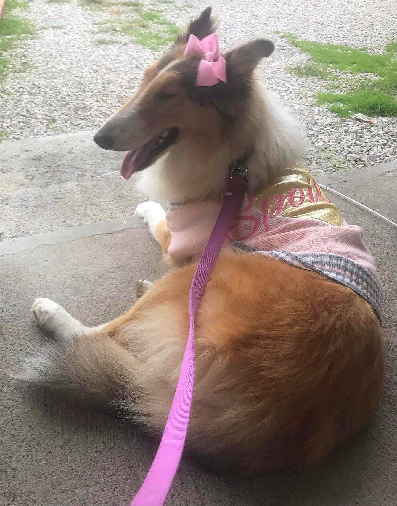 Jasabelle joined the competition — help win amazing prizes! canidae, carnivore, collar, companion_dog, dog, dog_breed, dog_collar, dog_supply, fashion_accessory, fawn, leash, liver, pet_supply, pink, snout, sporting_group, tail, terrestrial_animal, vertebrate, working_animal