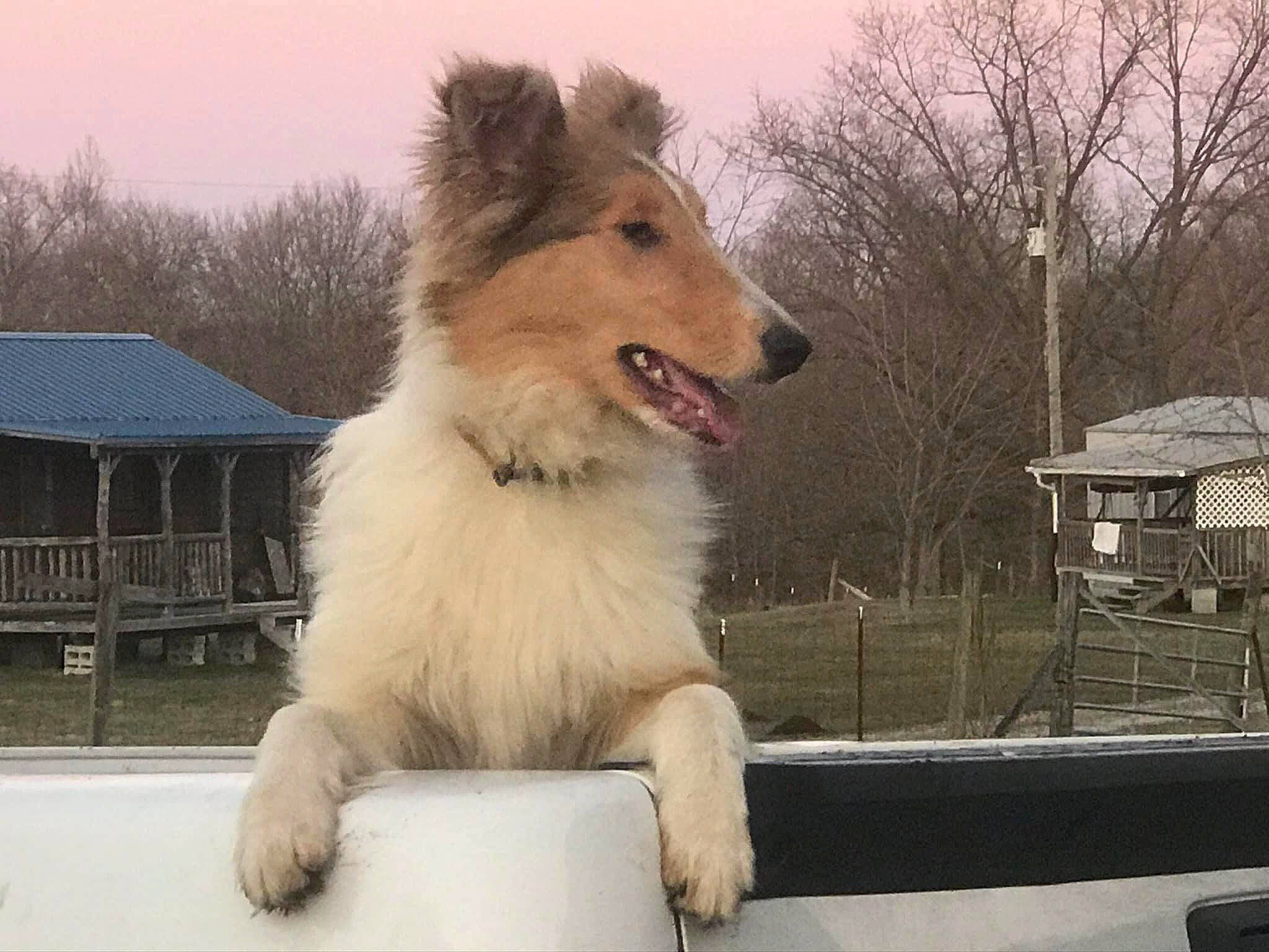 Jasabelle is registered to the contest to win money with this photo: australian_collie, canidae, canis, carnivore, collie, companion_dog, dog, dog_breed, fur, herding_dog, hurdle, rough_collie, scotch_collie, shetland_sheepdog, sky, snout, sporting_group, tree, whiskers, window
