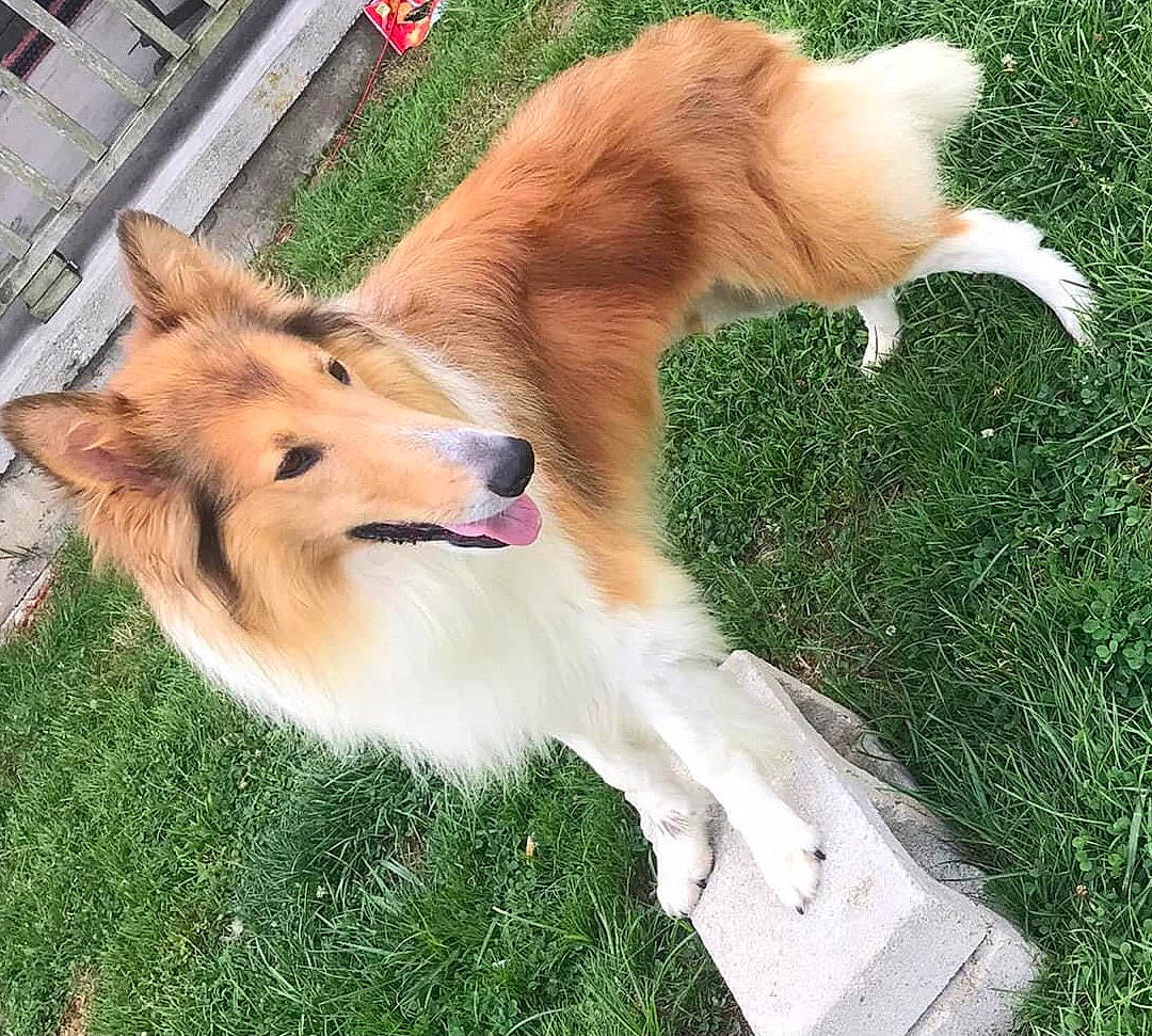 Champ joined the competition — help win amazing prizes! carnivore, collar, collie, companion_dog, dog, dog_breed, fang, fawn, fur, grass, herding_dog, paw, pet_supply, rough_collie, scotch_collie, shetland_sheepdog, snout, tail, whiskers, working_dog