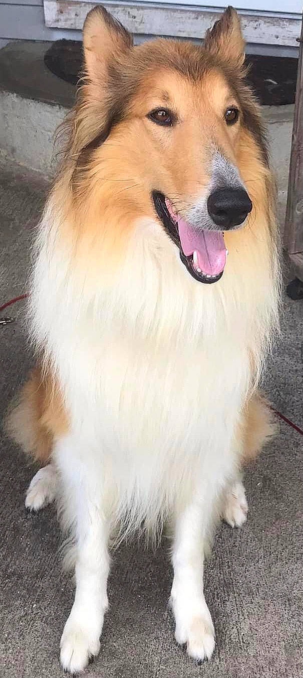 Champ joined the competition — help win amazing prizes! ancient_dog_breeds, canidae, carnivore, companion_dog, dog, dog_breed, dog_supply, fang, fawn, fur, plant, rough_collie, shetland_sheepdog, snout, sporting_group, whiskers, working_animal, working_dog