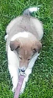 Champ joined the competition — help win amazing prizes! canidae, carnivore, companion_dog, dog, dog_breed, grass, non_sporting_group, plant, snout, sporting_group, terrestrial_animal, working_animal