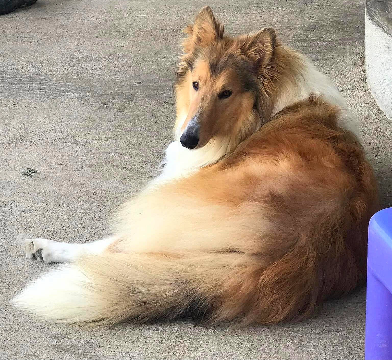Champ joined the competition — help win amazing prizes! canidae, carnivore, collie, companion_dog, dog, dog_breed, fawn, fur, herding_dog, household_supply, recreation, rough_collie, scotch_collie, shetland_sheepdog, sporting_group, terrestrial_animal, whiskers, wildlife, working_animal, working_dog