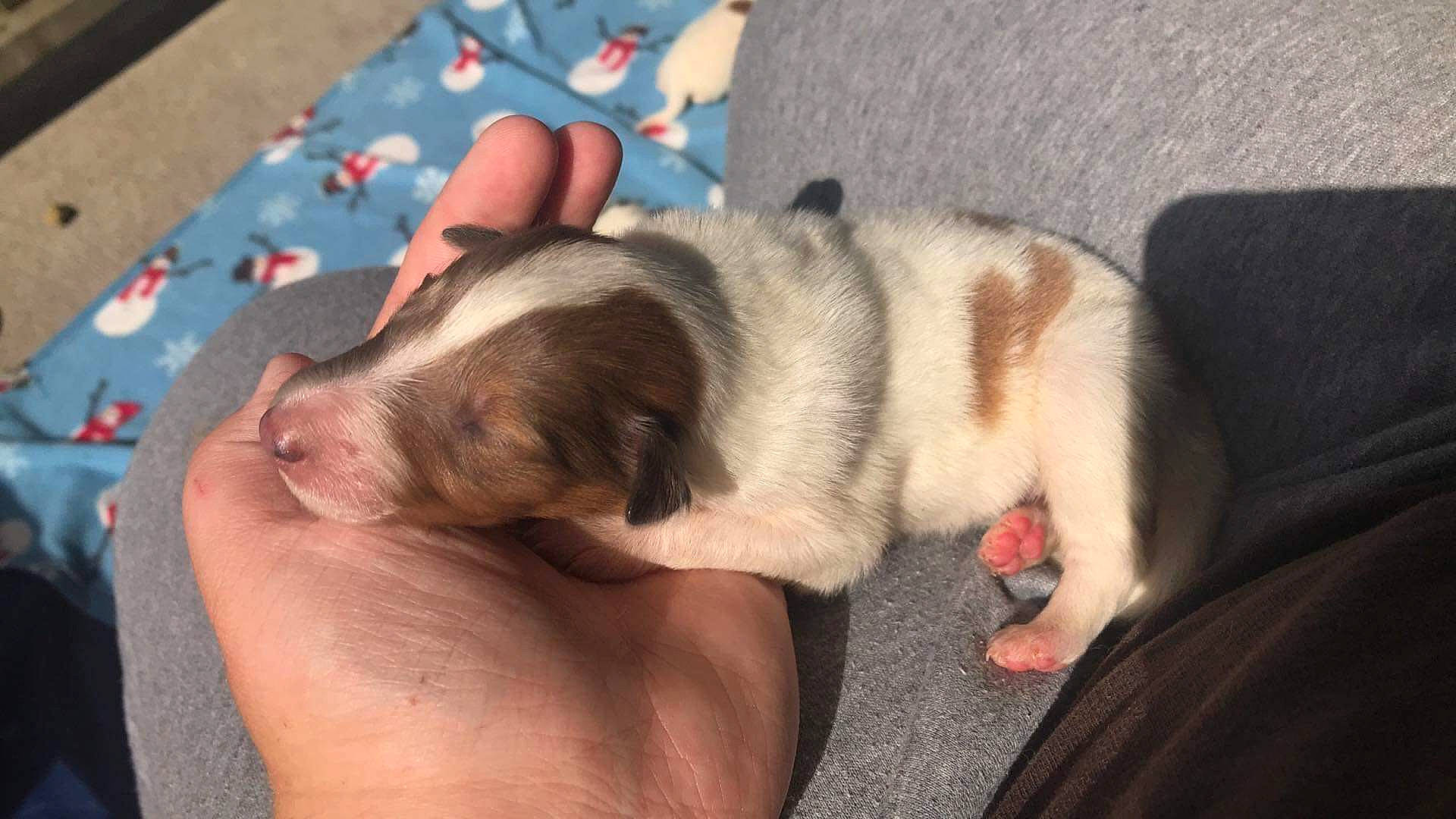 Bella is registered to the contest to win money with this photo: canidae, carnivore, comfort, companion_dog, dog, dog_breed, fawn, foot, fur, nap, non_sporting_group, paw, puppy, puppy_love, sleep, snout, sporting_group, tail, whiskers, working_animal