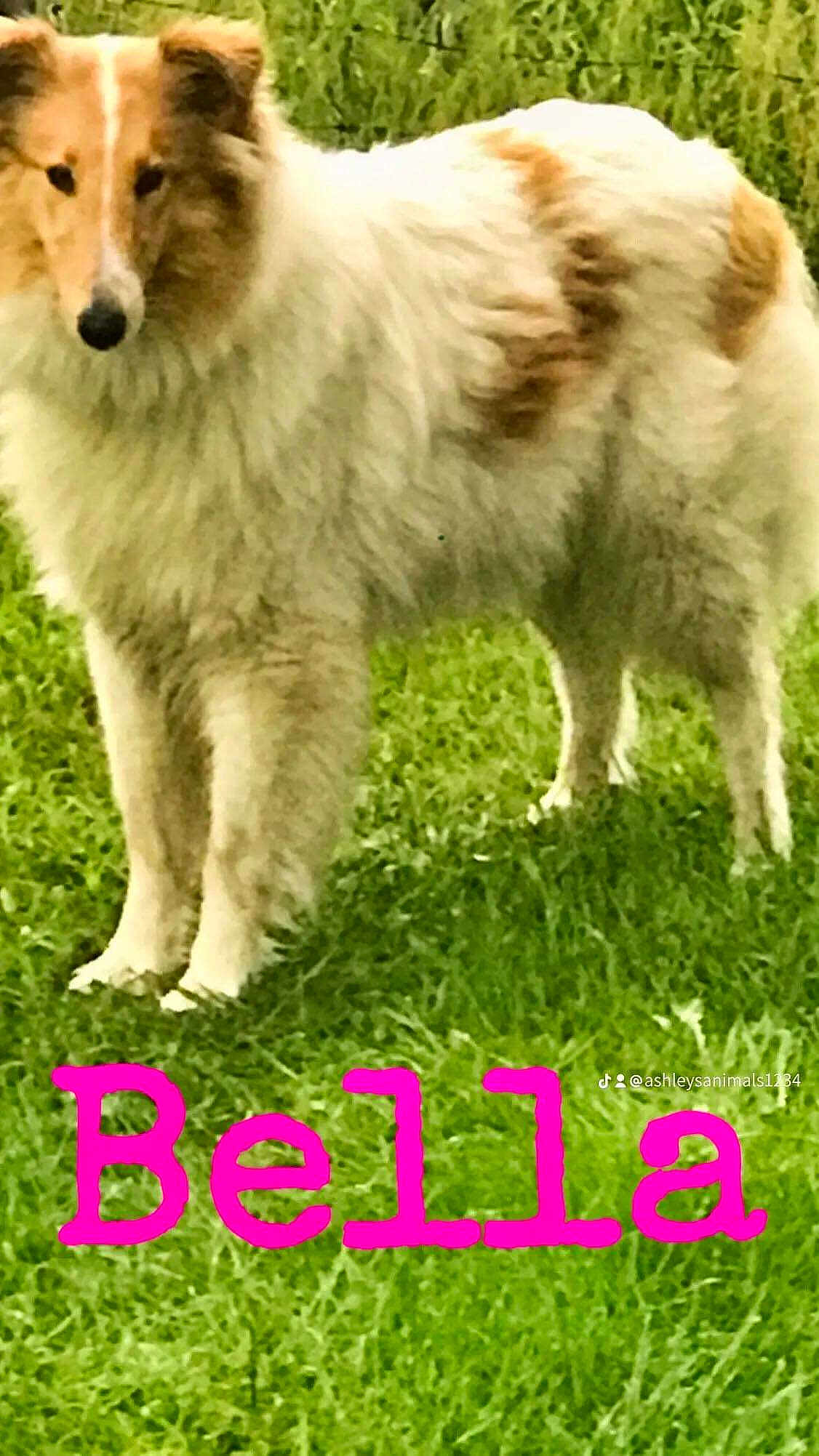 Bella