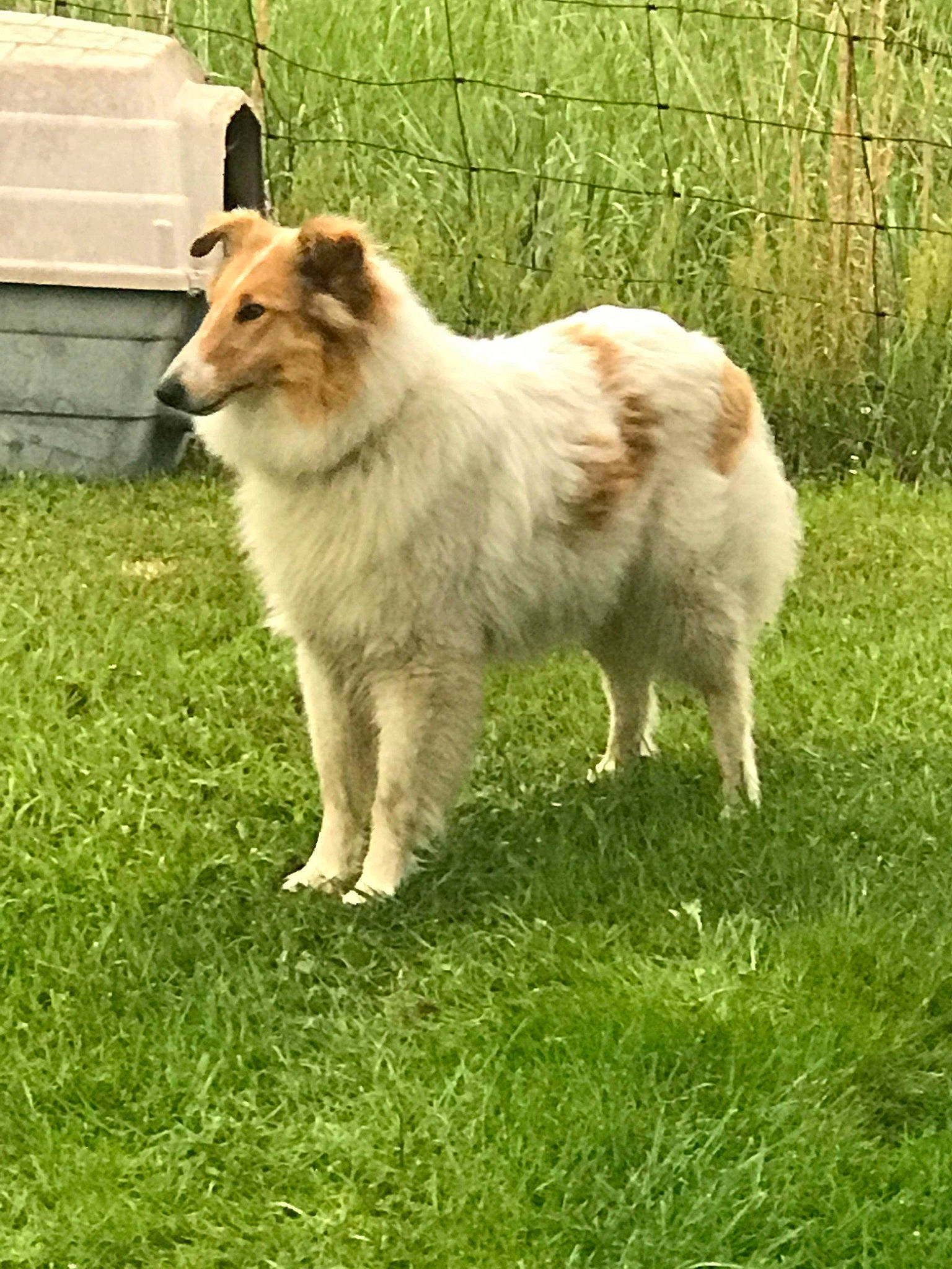 Bella is registered to the contest to win money with this photo: bench, canidae, carnivore, companion_dog, dog, dog_breed, fawn, fur, grass, grassland, herding_dog, plant, rough_collie, snout, sporting_group, tail, terrestrial_animal, wildlife, working_animal, working_dog