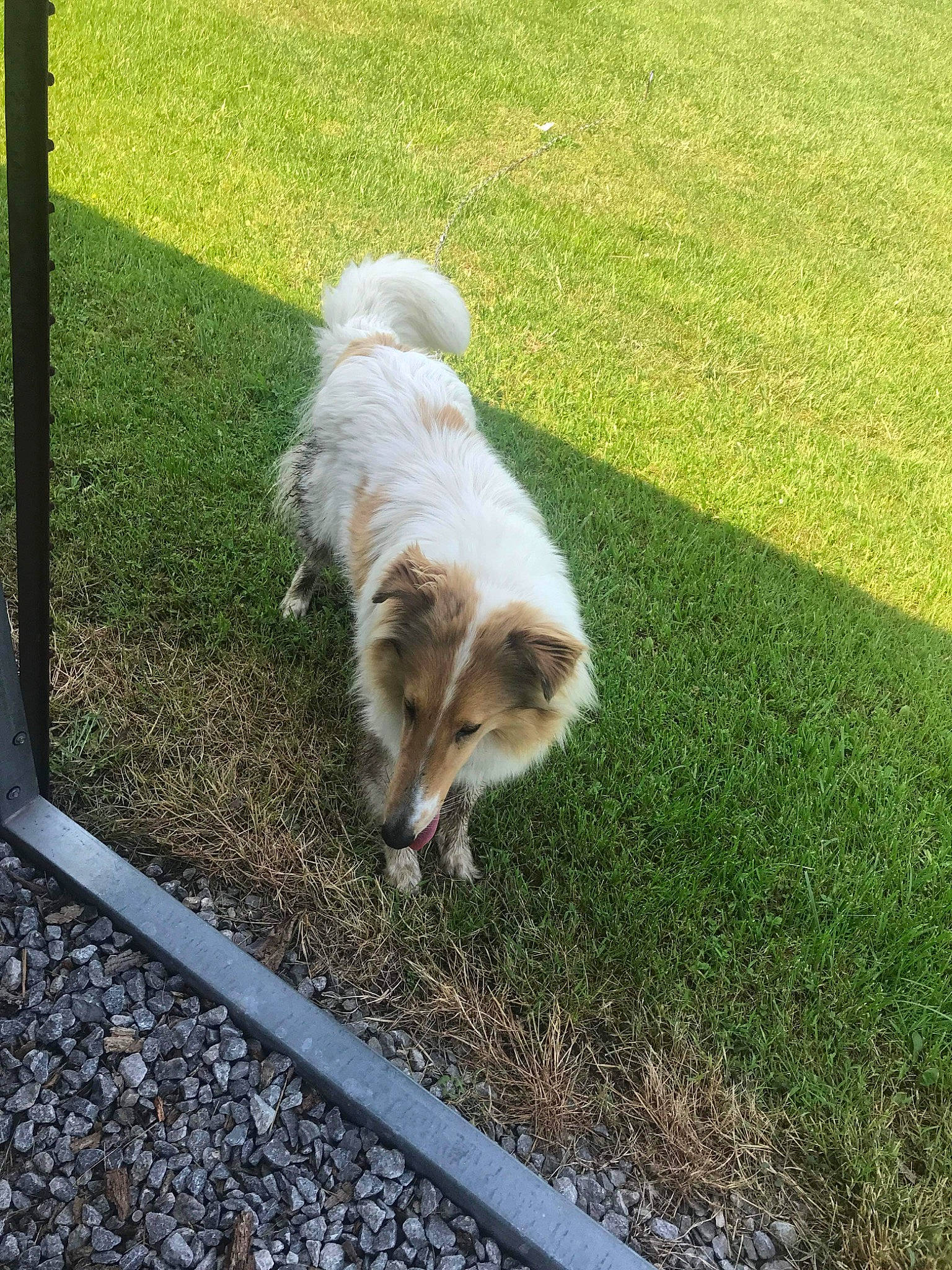 Bella is registered to the contest to win money with this photo: canidae, carnivore, companion_dog, dog, dog_breed, fawn, flooring, fur, grass, grass_family, groundcover, herding_dog, non_sporting_group, outdoor_furniture, plant, shadow, sporting_group, tail, toy_dog, working_dog