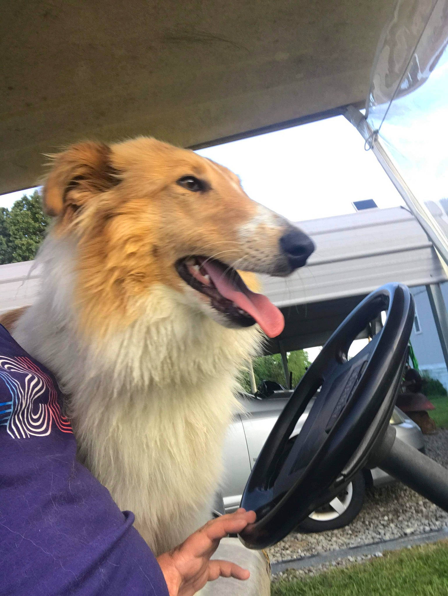 Bella is registered to the contest to win money with this photo: automotive_exterior, automotive_tire, carnivore, collar, collie, companion_dog, dog, dog_breed, fang, fender, hood, plant, scotch_collie, snout, steering_wheel, tire, vehicle, vehicle_door, wheel, windshield