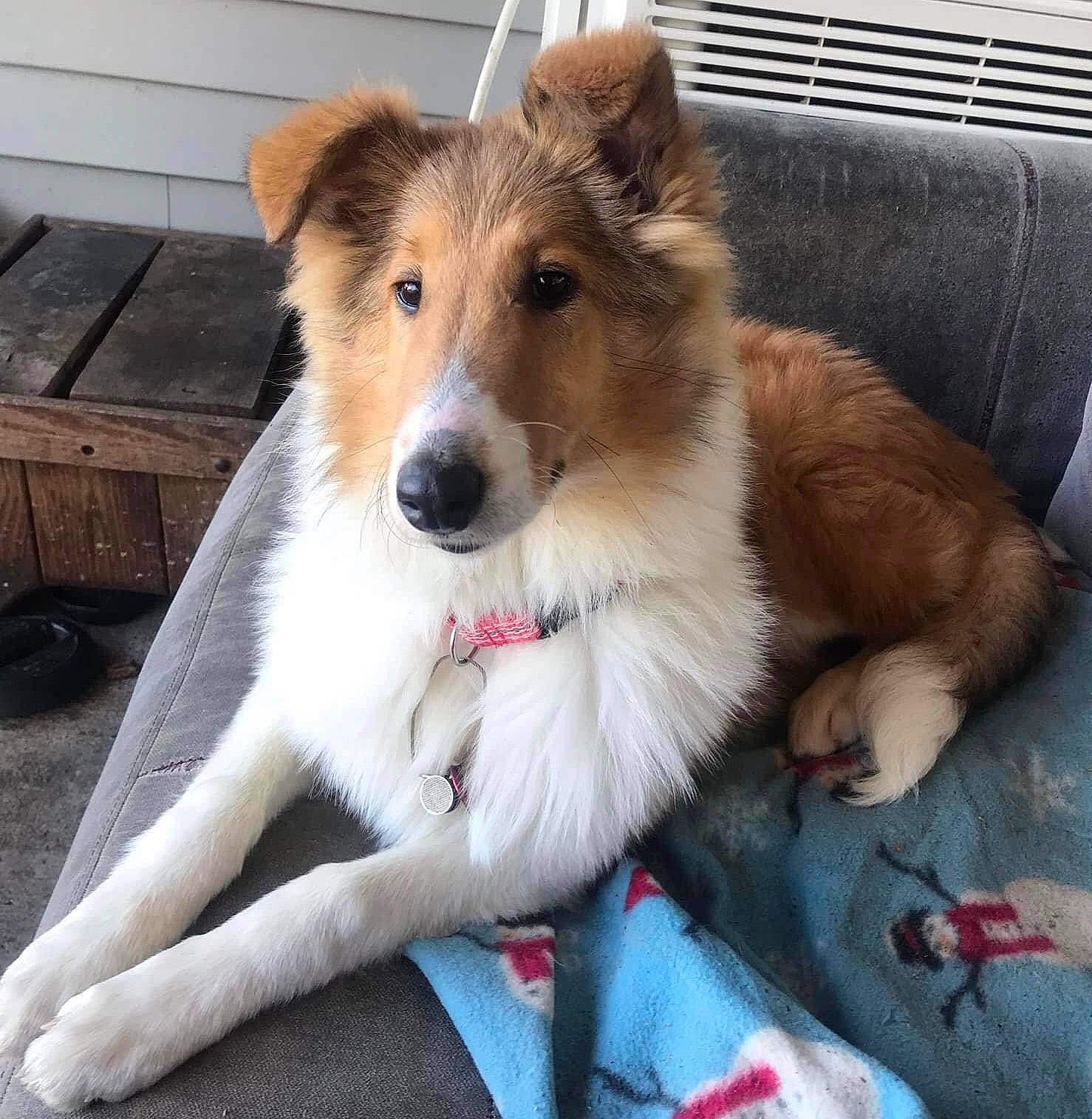 Ellie is registered to the contest to win money with this photo: ancient_dog_breeds, canidae, carnivore, collar, collie, companion_dog, dog, dog_breed, fawn, fur, herding_dog, pet_supply, rough_collie, scotch_collie, shetland_sheepdog, sporting_group, terrestrial_animal, whiskers, working_animal, working_dog