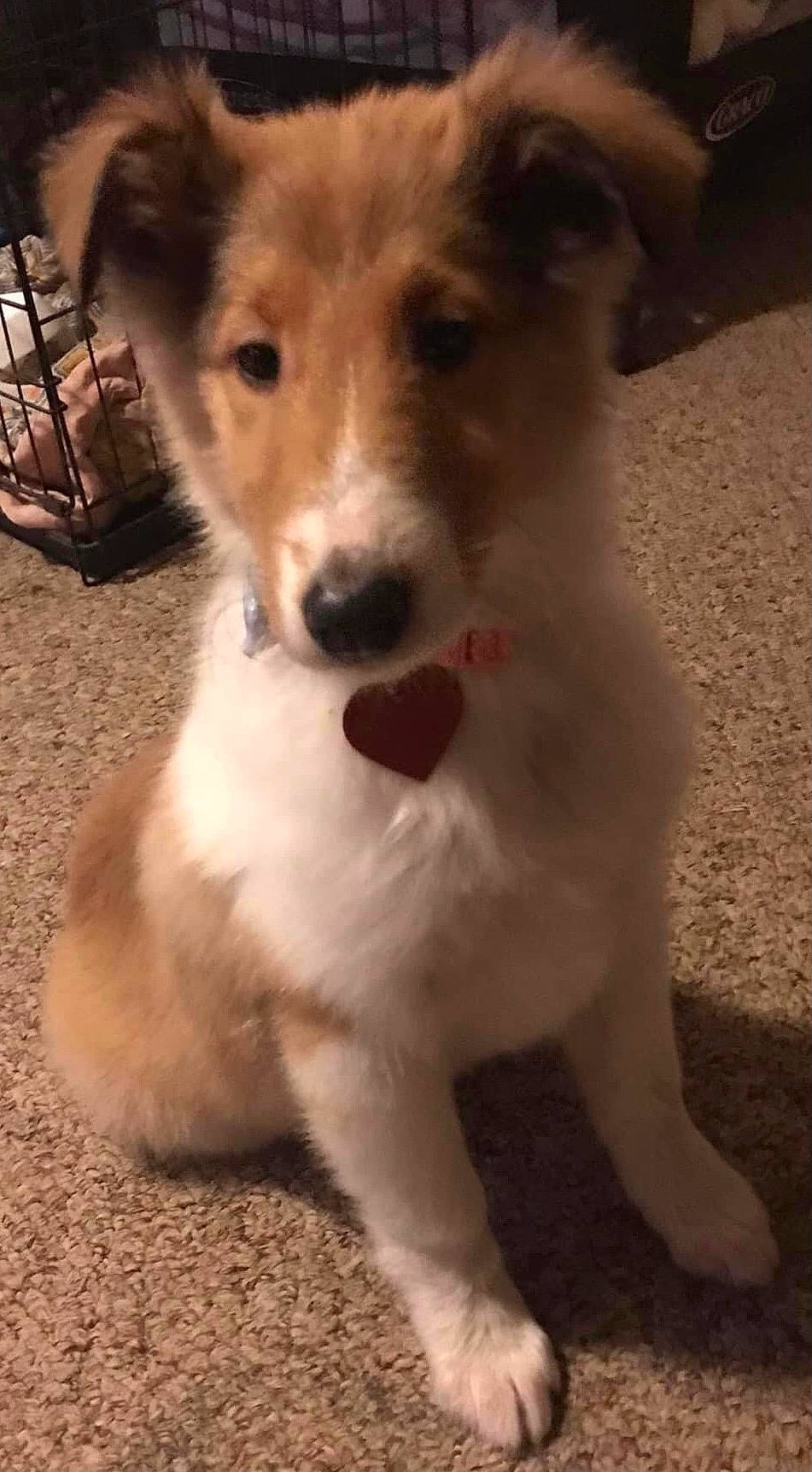 Ellie is registered to the contest to win money with this photo: ancient_dog_breeds, canidae, carnivore, companion_dog, dog, dog_breed, fawn, fur, irishjacks, puppy, sporting_group, terrestrial_animal, terrier, toy_dog, whiskers, working_animal, working_dog