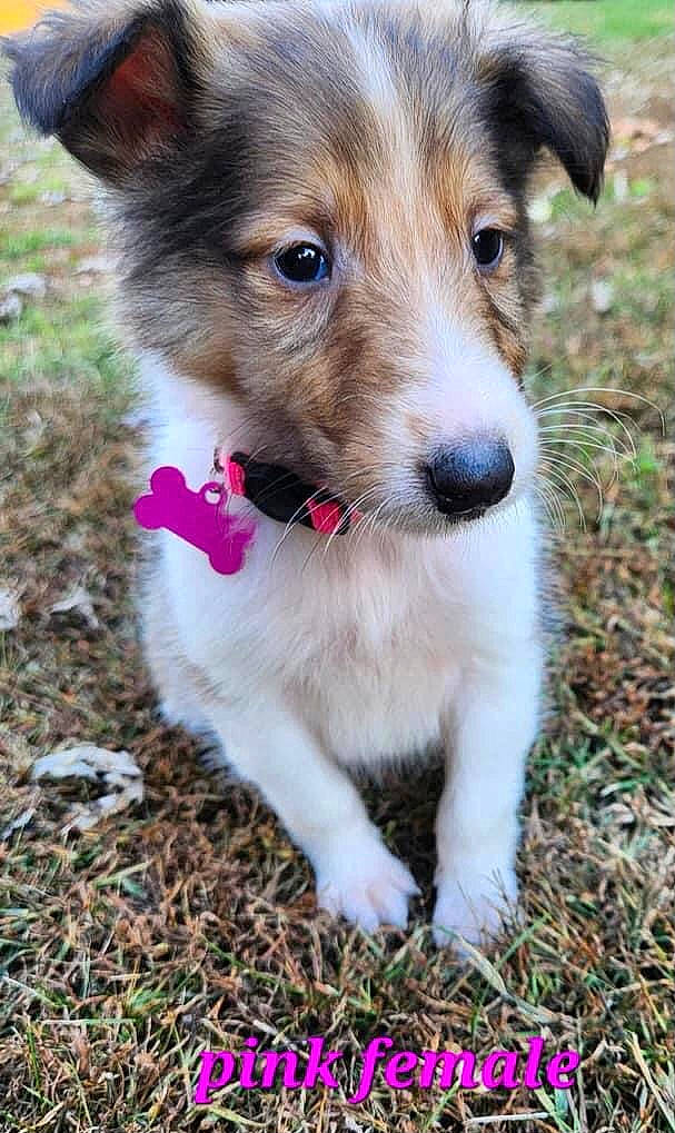 Ellie joined the competition — help win amazing prizes! carnivore, clock, collar, companion_dog, dog, dog_breed, fur, grass, plant, puppy, snout, sporting_group, terrestrial_animal, whiskers, working_dog