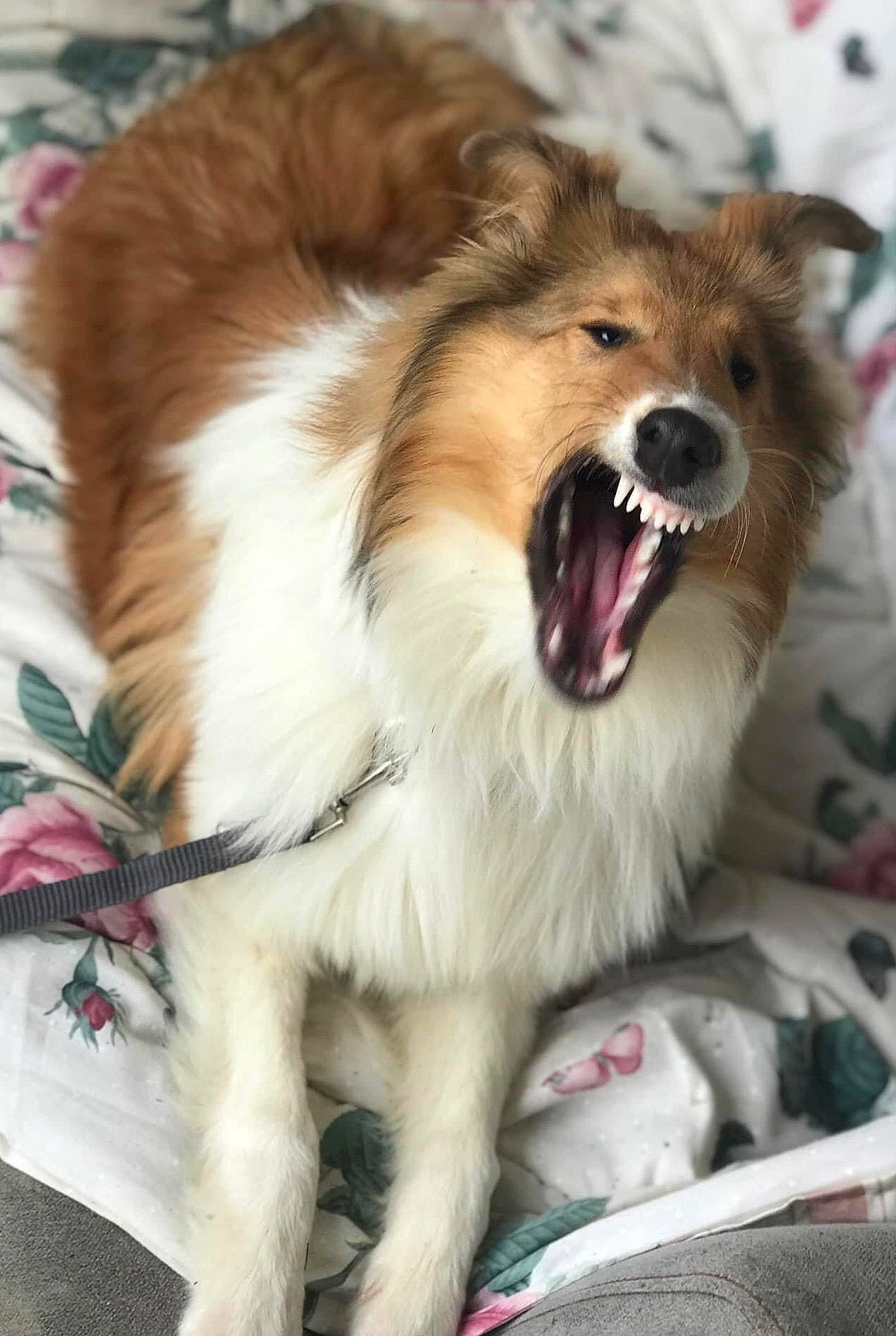 Ellie joined the competition — help win amazing prizes! biting, canidae, carnivore, companion_dog, dog, dog_breed, dog_supply, fang, fawn, fur, german_spitz, happy, jaw, shout, snout, sporting_group, terrestrial_animal, whiskers, wildlife, yawn