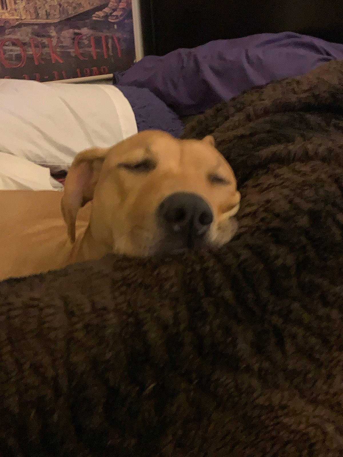 Jiya Mae Young is registered to the contest to win money with this photo: bed, bedding, canidae, carnivore, cloud, comfort, companion_dog, dog, dog_breed, fawn, flooring, fur, linens, pillow, retriever, snout, sporting_group, tints_and_shades, wood, working_animal