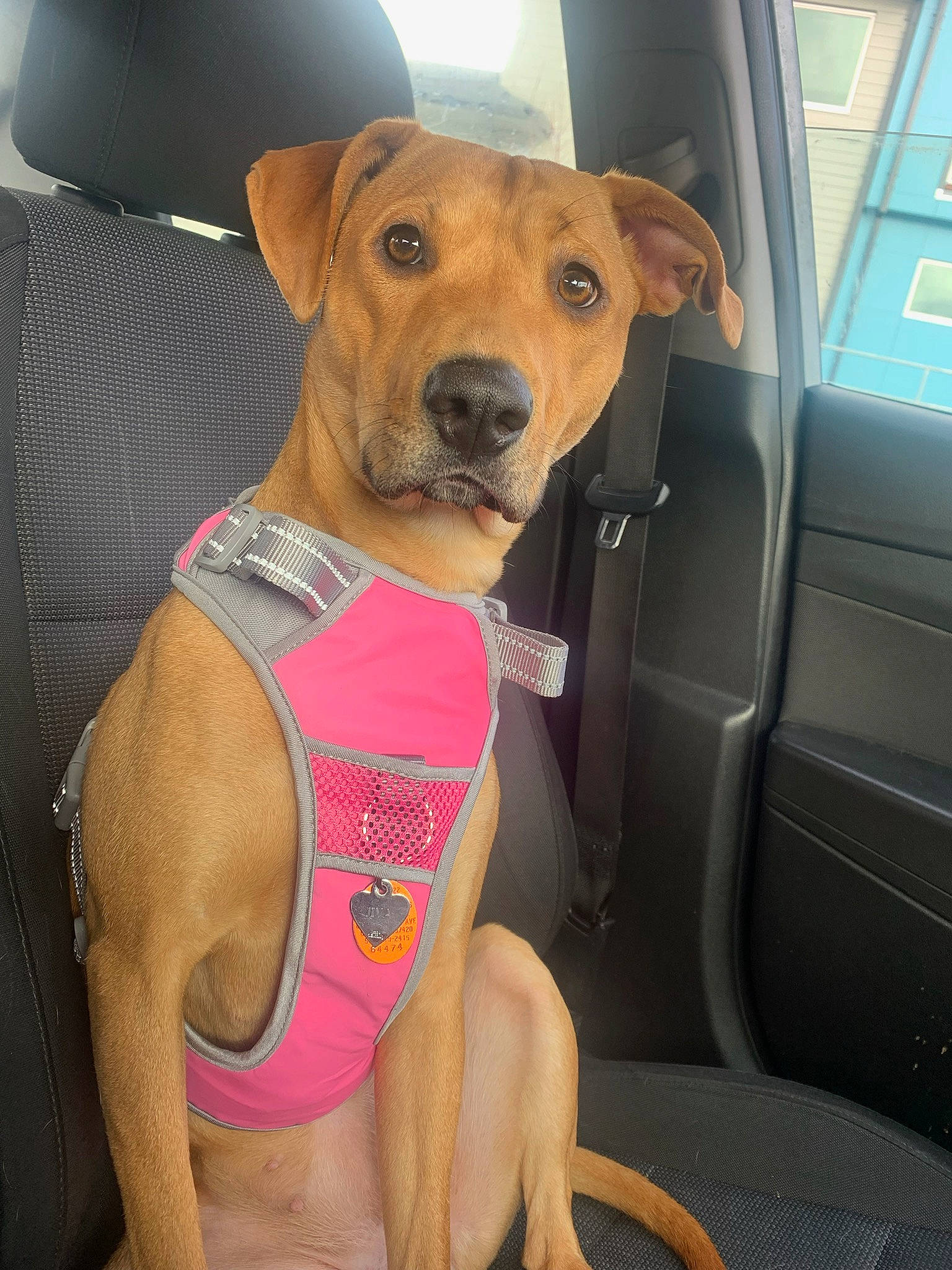 Jiya Mae Young is registered to the contest to win money with this photo: active_tank, canidae, car_seat, carnivore, collar, companion_dog, dog, dog_breed, dog_clothes, dog_collar, dog_supply, fawn, personal_protective_equipment, pet_supply, snout, sportswear, thigh, vehicle_door, windshield, working_animal