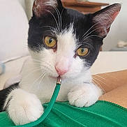 Aïko a rejoint le concours — aidez-le/la à gagner de superbes lots ! cat, black_and_white_cat, pet, indoor, close_up, curious, whiskers, paws, yellow_eyes, green_cord, green_fabric, playful, feline, cute, animal, domestic_cat, resting, soft_background, houseplant, wooden_furniture