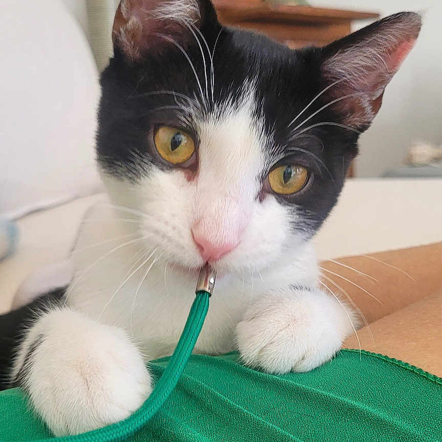 Aïko a rejoint le concours — aidez-le/la à gagner de superbes lots ! animal, black_and_white_cat, cat, close_up, curious, cute, domestic_cat, feline, green_cord, green_fabric, houseplant, indoor, paws, pet, playful, resting, soft_background, whiskers, wooden_furniture, yellow_eyes