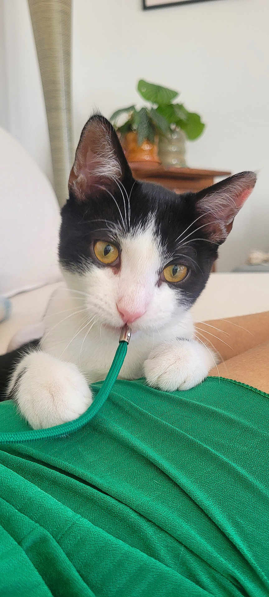 Aïko a rejoint le concours — aidez-le/la à gagner de superbes lots ! cat, black_and_white_cat, pet, indoor, close_up, curious, whiskers, paws, yellow_eyes, green_cord, green_fabric, playful, feline, cute, animal, domestic_cat, resting, soft_background, houseplant, wooden_furniture