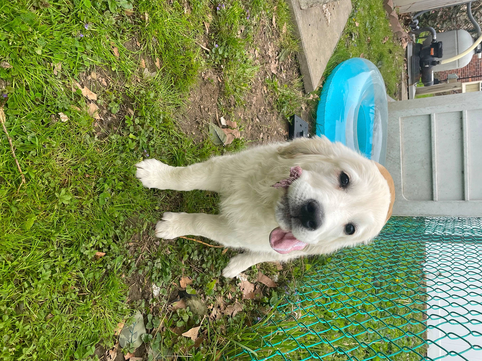 Bailey is registered to the contest to win money with this photo: ball, canidae, carnivore, companion_dog, dog, dog_breed, dog_supply, fawn, grass, groundcover, non_sporting_group, pet_supply, plant, polish_tatra_sheepdog, snout, sporting_group, terrestrial_animal, working_animal