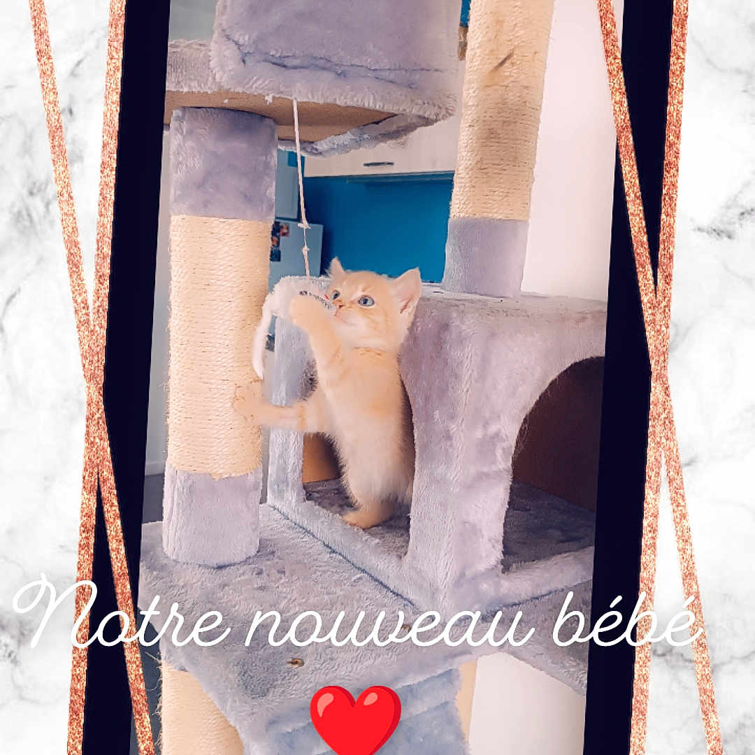 Virus participe au concours pour gagner de l'argent avec cette photo : advertisement, animal, art, bear, box, canine, cardboard, cat, collage, dog, envelope, greetingcard, hamster, husky, mail, pet, photobooth, polarbear, poster, rodent