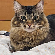 Syrup joined the competition — help win amazing prizes! cat, tabby, fluffy_fur, whiskers, green_eyes, closeup, indoor, pet, animal, feline, cute, resting, curious, face, portrait, domestic_cat, soft, bed, blanket, relaxed