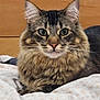 cat, tabby, fluffy_fur, whiskers, green_eyes, closeup, indoor, pet, animal, feline, cute, resting, curious, face, portrait, domestic_cat, soft, bed, blanket, relaxed