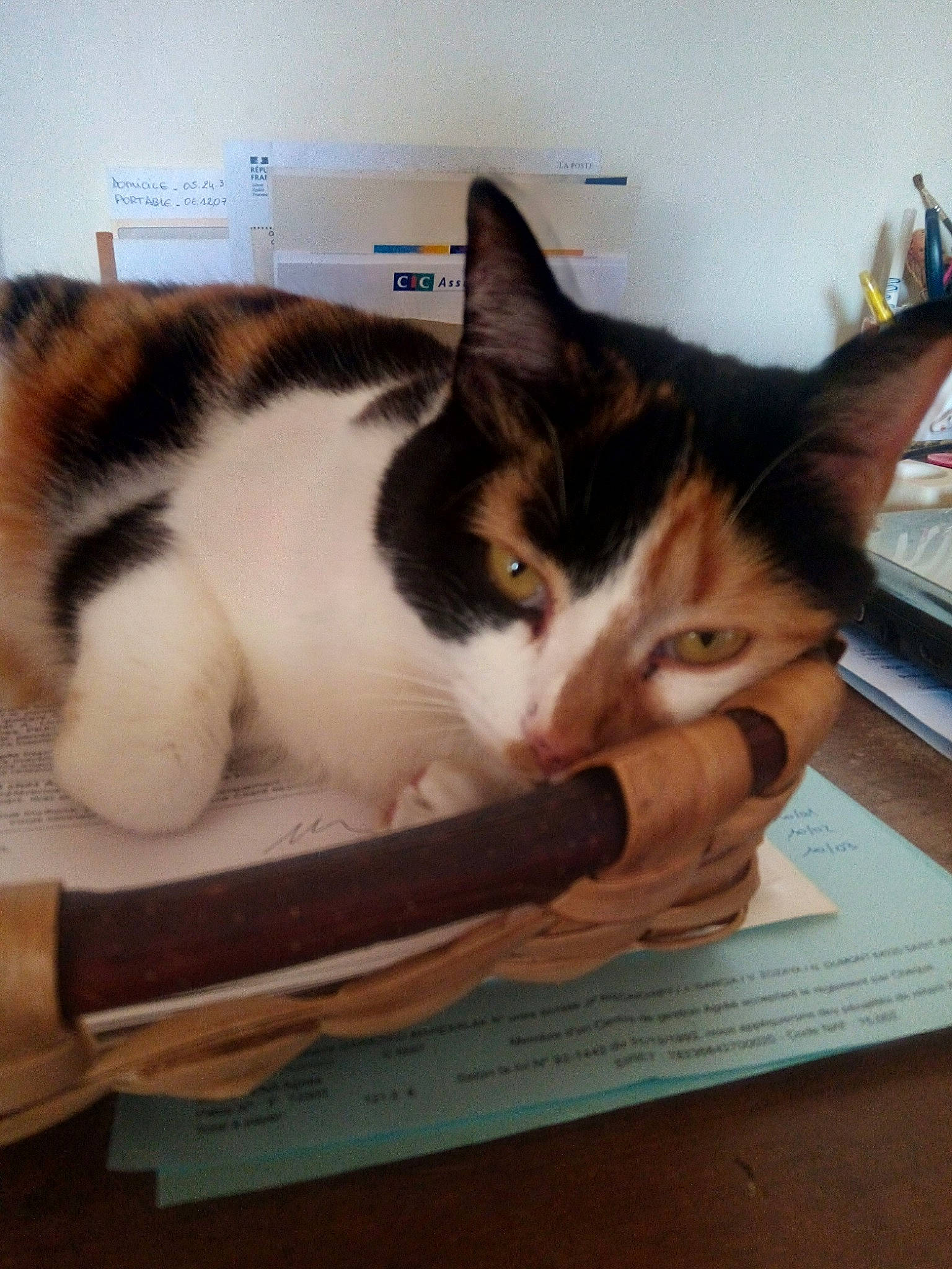 Cosette a rejoint le concours — aidez-le/la à gagner de superbes lots ! box, carnivore, cat, comfort, domestic_short_haired_cat, felidae, fur, hardwood, packaging_and_labeling, paw, pet_supply, publication, room, ruler, small_to_medium_sized_cats, tail, whiskers, wood