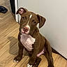 puppy, dog, brown_dog, white_chest, sitting, wooden_floor, indoor, pet, cute, curious, head_tilt, animal, canine, young_dog, flooring, domestic_animal, looking_up, ears, eyes, nose