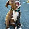 Aizen participe au concours pour gagner de l'argent avec cette photo : puppy, dog, brown, white, collar, leash, sitting, asphalt, outdoor, pet, cute, young, animal, canine, curious, head_tilt, ears, paws, nose, portrait