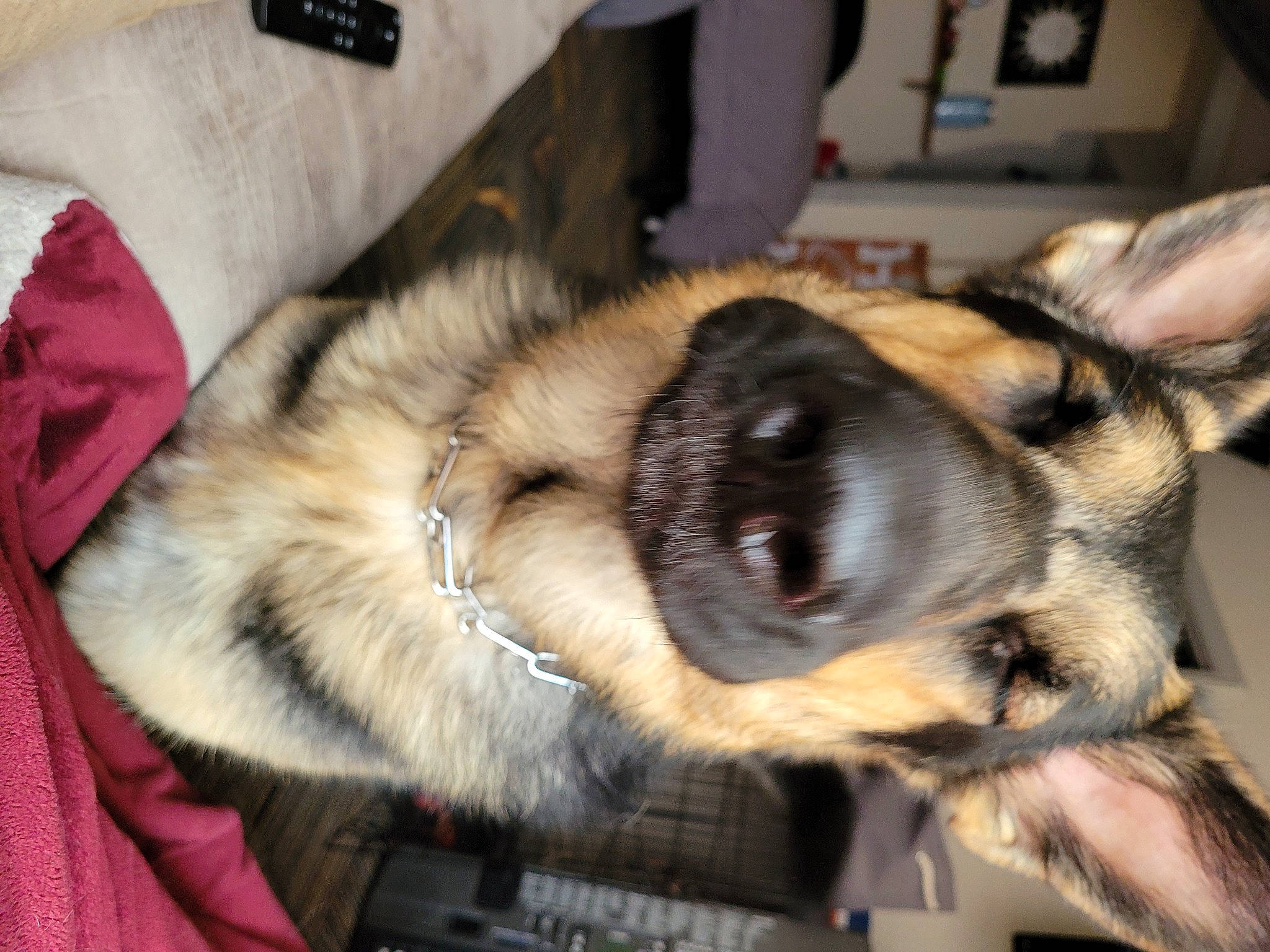 Mufasa joined the competition — help win amazing prizes! canidae, carnivore, claw, collar, comfort, companion_dog, dog, dog_breed, fawn, fur, german_shepherd_dog, king_shepherd, old_german_shepherd_dog, paw, snout, sporting_group, tail, whiskers, working_animal, working_dog