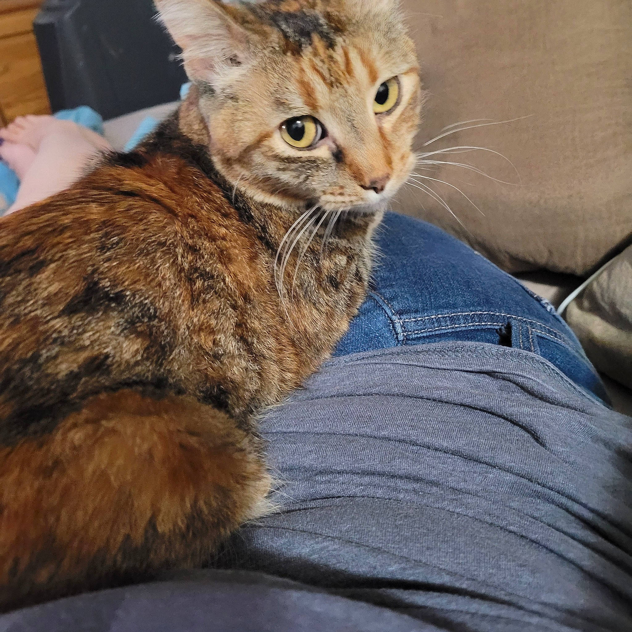 Kalli joined the competition — help win amazing prizes! carnivore, cat, claw, comfort, domestic_short_haired_cat, fawn, felidae, fur, paw, sitting, small_to_medium_sized_cats, tail, terrestrial_animal, whiskers, wildlife