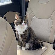 Binx is registered to the contest to win money with this photo: animal, beige_seat, calm, car_interior, car_seat, cat, cute, domestic_cat, feline, fur, indoor, looking_away, pet, seatbelt, sitting, sunlight, tail, travel, whiskers, window