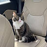 animal, beige_seat, calm, car_interior, car_seat, cat, cute, domestic_cat, feline, fur, indoor, looking_away, pet, seatbelt, sitting, sunlight, tail, travel, whiskers, window