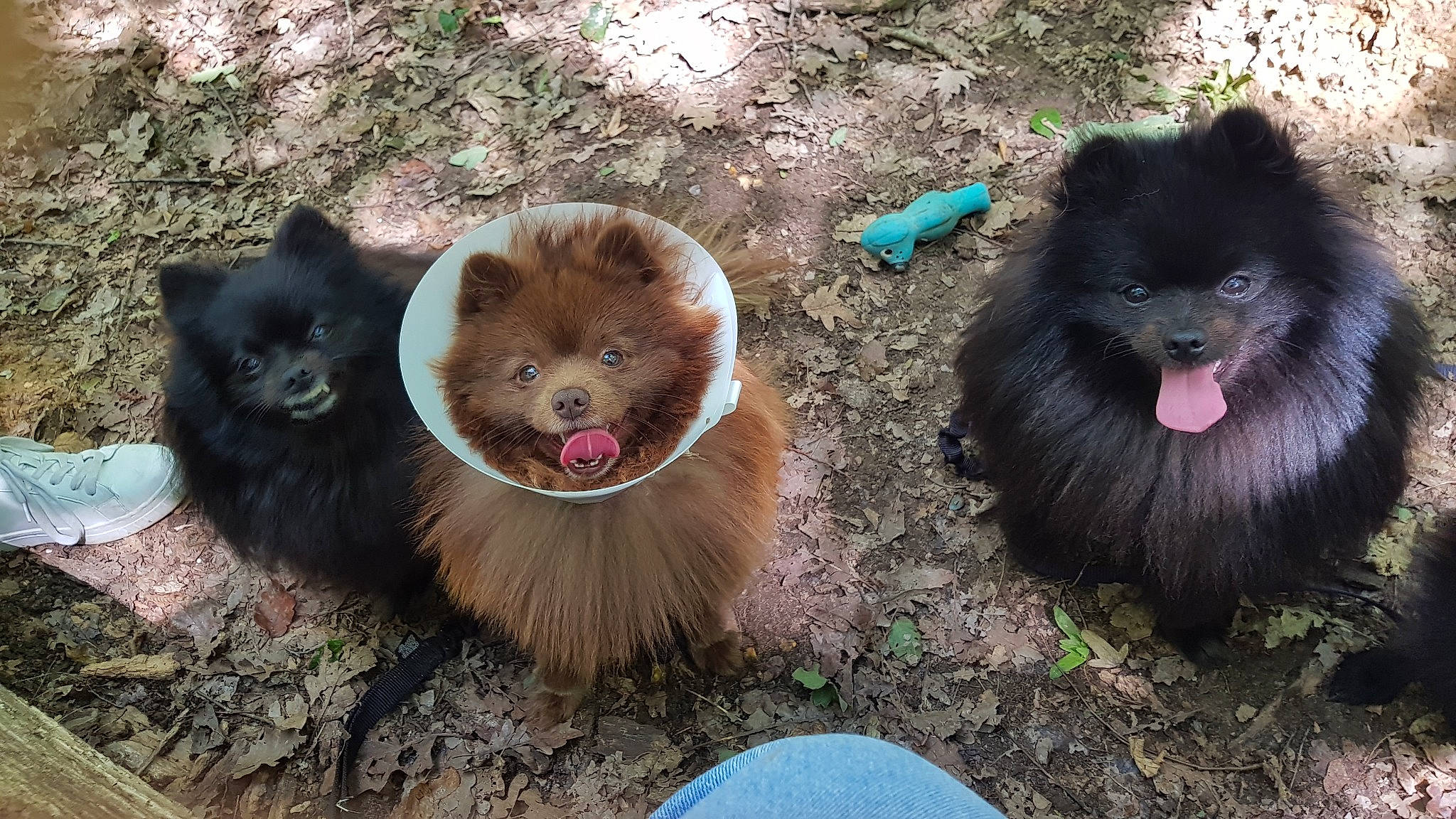 Snoopy a rejoint le concours — aidez-le/la à gagner de superbes lots ! canidae, carnivore, companion_dog, dog_breed, fawn, fur, german_spitz, german_spitz_klein, german_spitz_mittel, grass, liver, red_backed_voles, snout, spitz, sporting_group, terrestrial_animal, whiskers, wildlife, working_animal