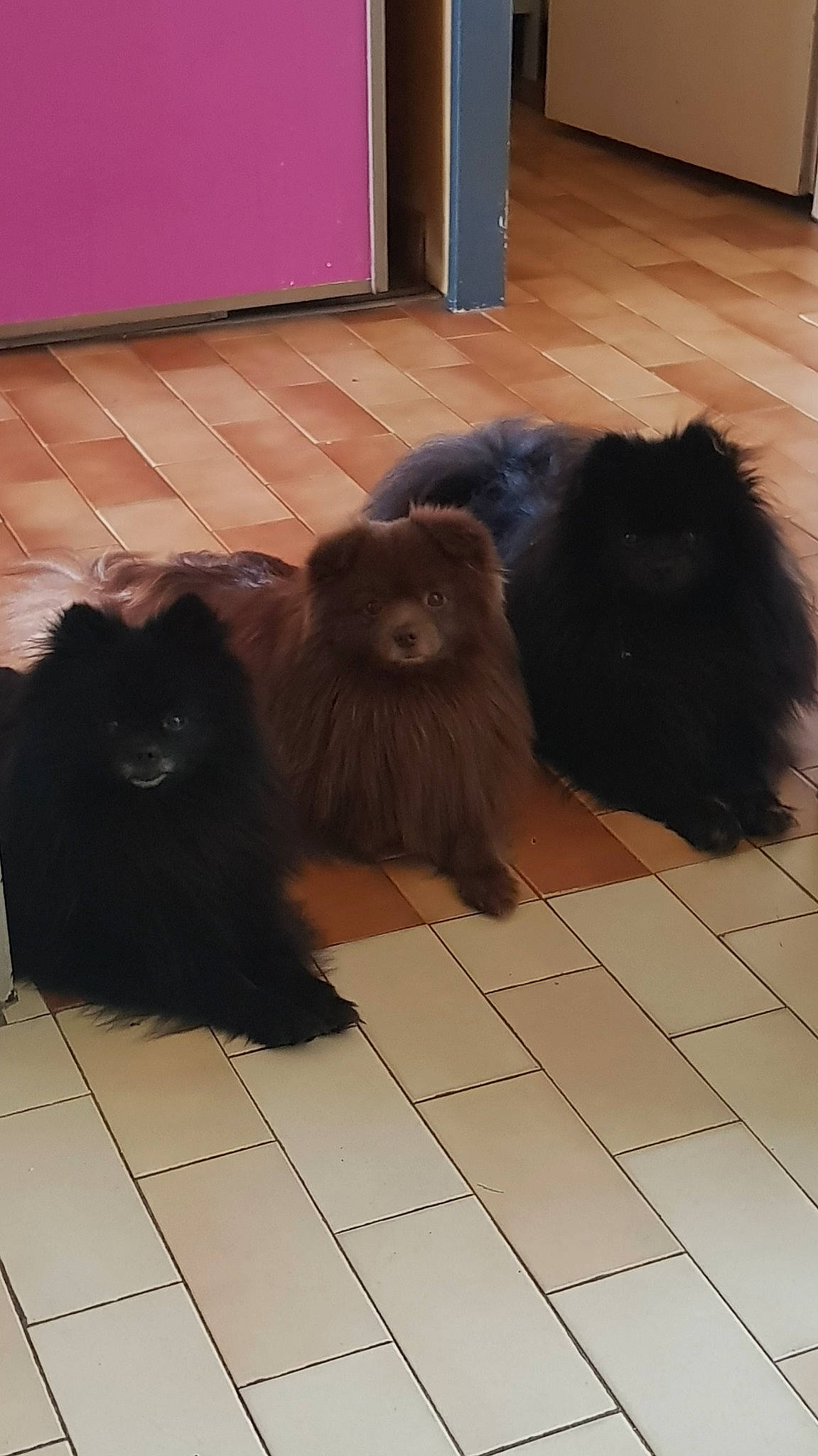 Snoopy participe au concours pour gagner de l'argent avec cette photo : black, canidae, cat, companion_dog, dog_breed, floor, flooring, fur, hardwood, liver, primate, snout, sporting_group, tail, terrestrial_animal