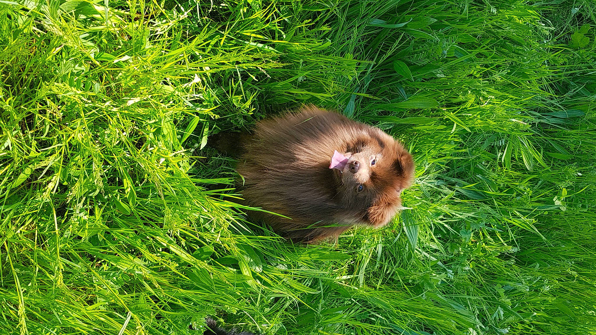 Soprano a rejoint le concours — aidez-le/la à gagner de superbes lots ! conifer, fawn, fur, grass, groundcover, groundhog, liver, marmot, muskrat, mustelidae, mustelinae, plant, rodent, snout, tail, terrestrial_animal, terrestrial_plant, tree, whiskers, wildlife
