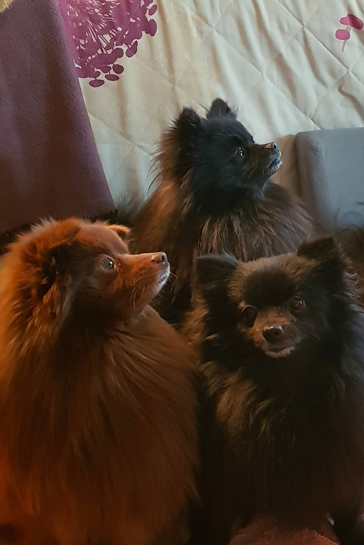 Pipa participe au concours pour gagner de l'argent avec cette photo : canidae, carnivore, companion_dog, dog_breed, fawn, fur, german_spitz, german_spitz_mittel, liver, mammal, non_sporting_group, snout, spitz, sporting_group, tail, terrestrial_animal, toy_dog, vertebrate, whiskers, working_animal