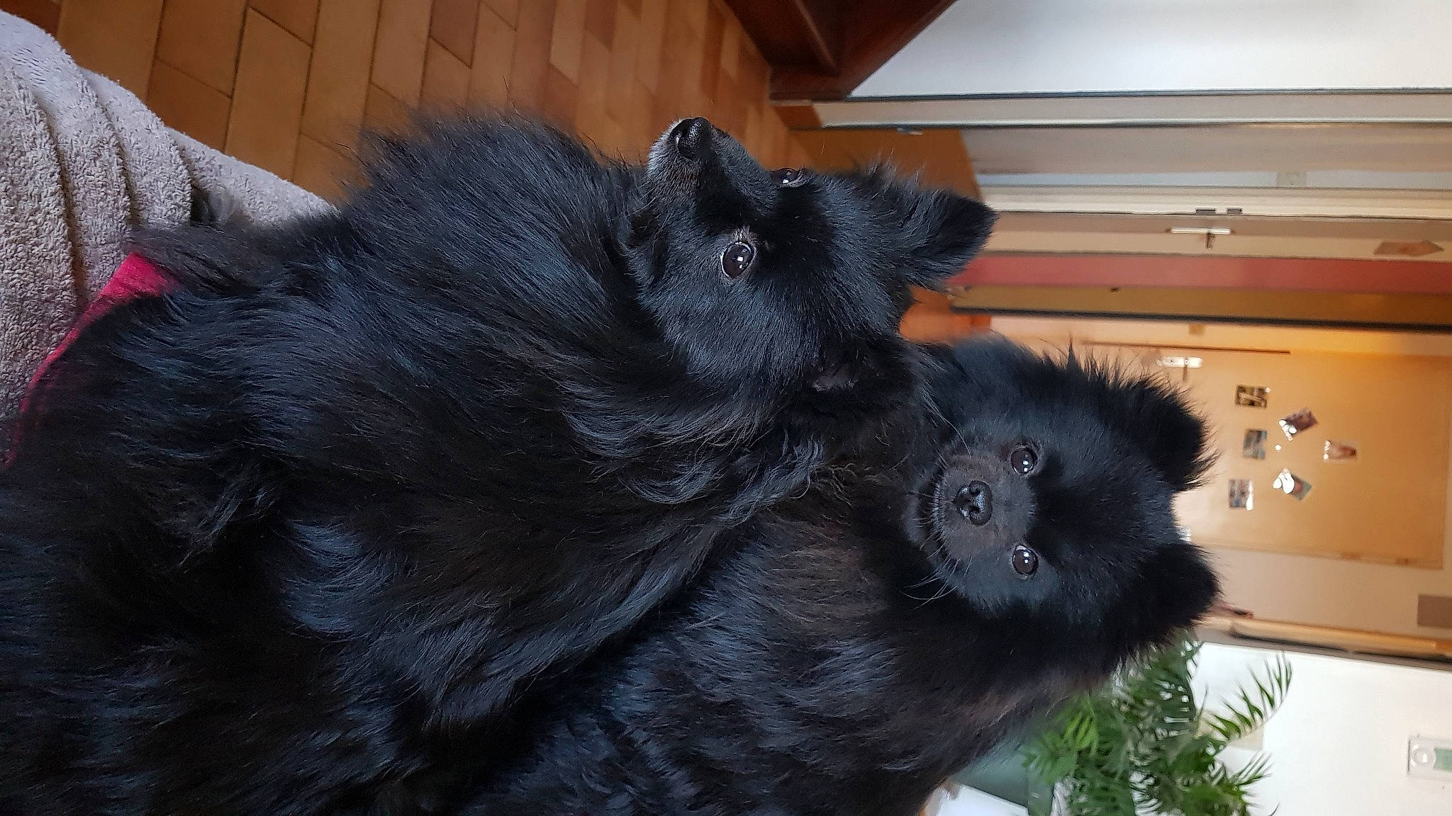 Pipa participe au concours pour gagner de l'argent avec cette photo : black_cat, canidae, carnivore, claw, companion_dog, dog_breed, foot, fur, home_appliance, kitchen_appliance, liver, paw, primate, sporting_group, tail, terrestrial_animal, whiskers