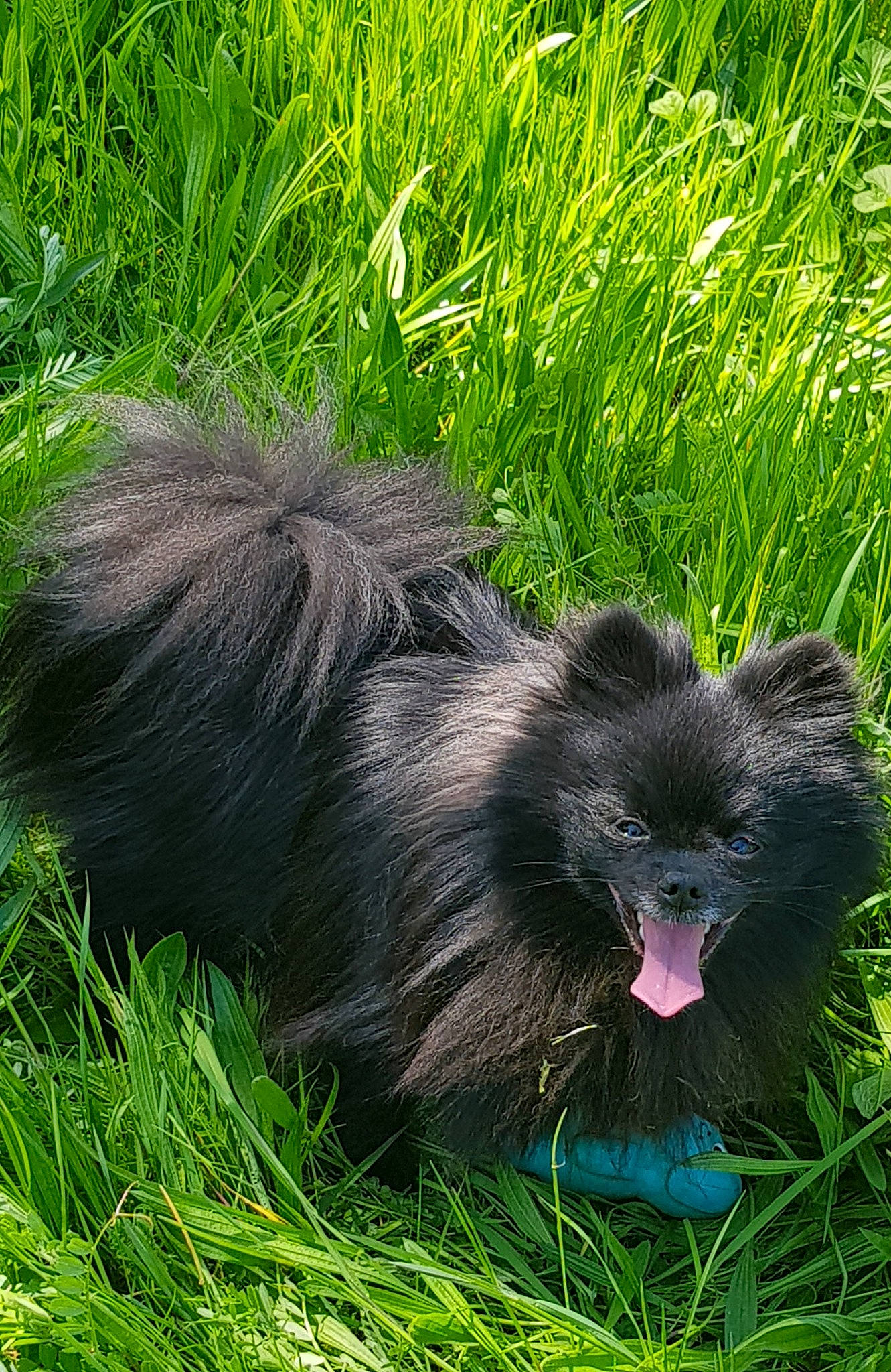 Stitch participe au concours pour gagner de l'argent avec cette photo : fur, grass, grassland, groundcover, plant, primate, terrestrial_animal, terrestrial_plant, whiskers, wildlife