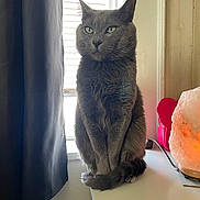 Maxwell is registered to the contest to win money with this photo: cat, gray_cat, sitting, window, curtain, salt_lamp, table, indoor, pet, feline, fur, whiskers, ears, green_eyes, tail, domestic_animal, household, natural_light, red_object, quiet